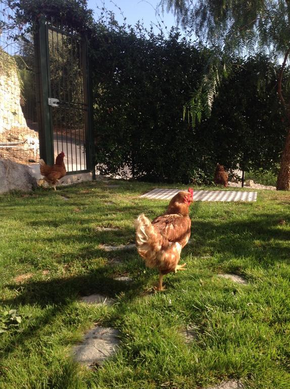 Agriturismo Da Lui Bordighera Eksteriør bilde